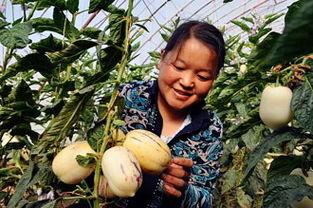 酒泉吃瓜事件,一场网络热议背后的真相与反思