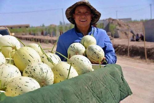 瓜州停车场免费吃瓜,免费吃瓜，夏日清凉好去处
