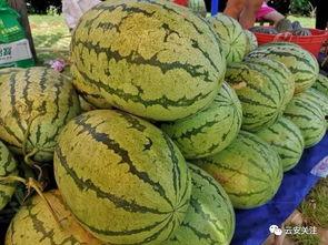 白石西瓜节吃瓜,欢乐共享——白石西瓜节盛况掠影”