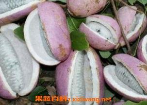 瓜婆娘吃八月瓜,一场味蕾与自然的邂逅