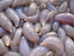 秦皇岛小岛吃瓜,夏日避暑吃瓜乐逍遥