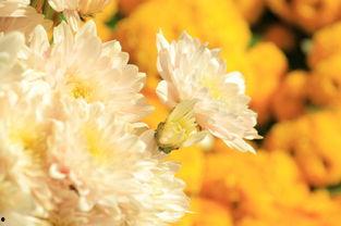 大致网红菊美人,揭秘网红菊美的魅力与成长之路