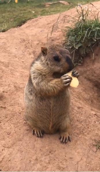 吃哈密瓜的土拨鼠,哈密瓜诱惑下的土拨鼠美食之旅