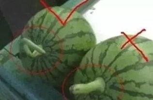 吃瓜正确方法,掌握正确姿势，畅享夏日清凉