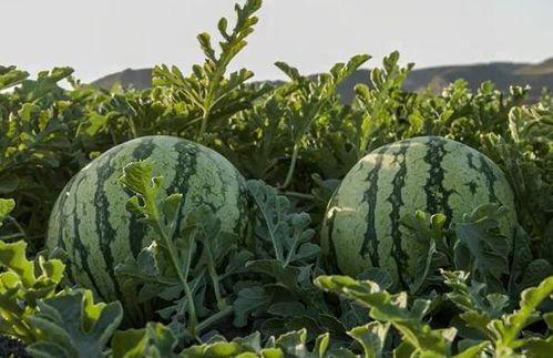 各种网红吃瓜网站在线,热门事件背后的真相与笑料