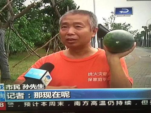 邢台任县吃瓜群众事件,网络舆论下的社会现象解析