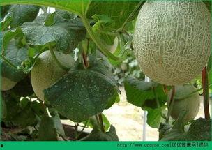 吃哈密瓜会变大,揭秘吃哈密瓜为何会让人变大之谜