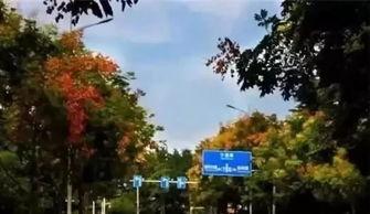 青岛网红秋景图