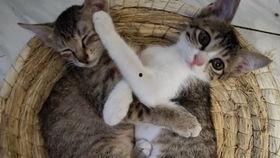 猫可以吃铁瓜吗怎么吃,铁瓜的营养价值与猫的食用方法解析